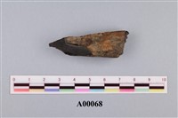 藏品(木化石)的圖片